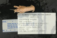 Procambarus spiculifer image